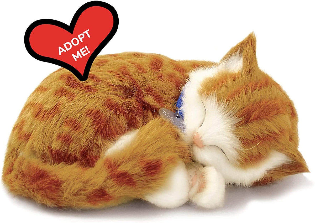 Orange Tabby Perfect Pet