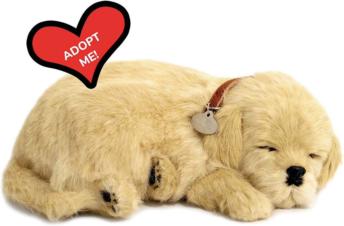 Perfect Pet Golden