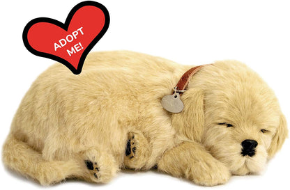 Perfect Pet Golden