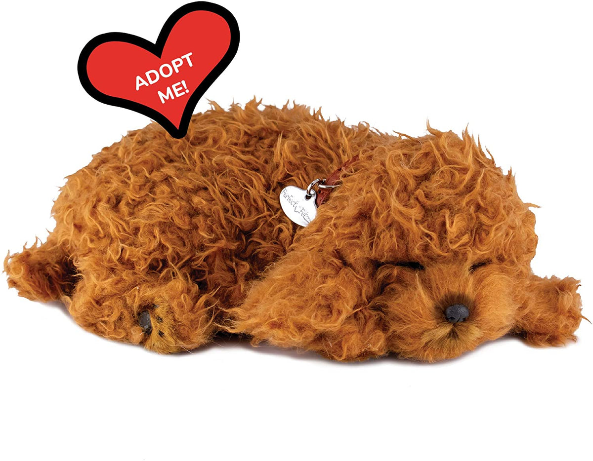 Toy Poodle