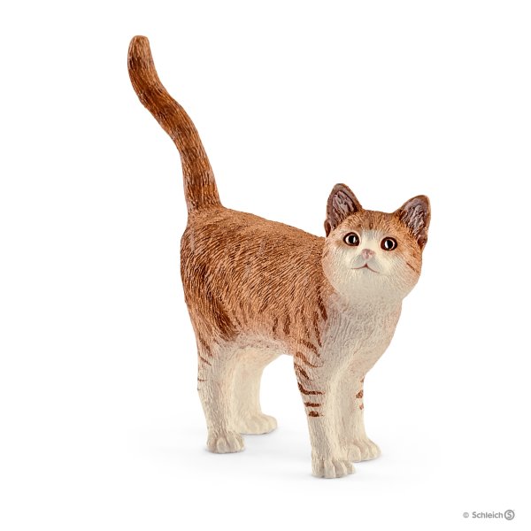 Cat Standing