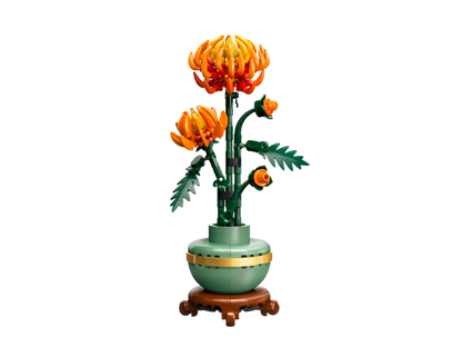 Chrysanthemum